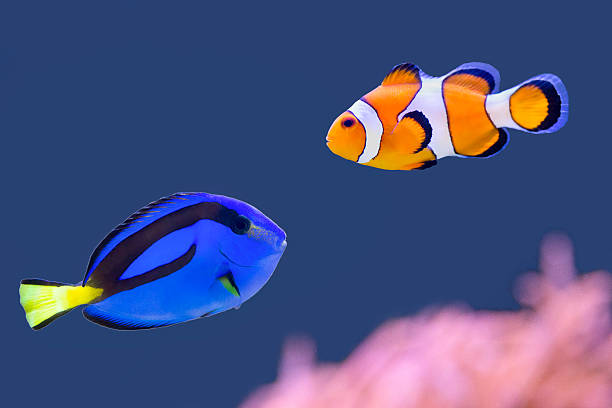 1,076 Blue Tang Fish Stock Photos, Pictures & Royalty-Free Images - iStock